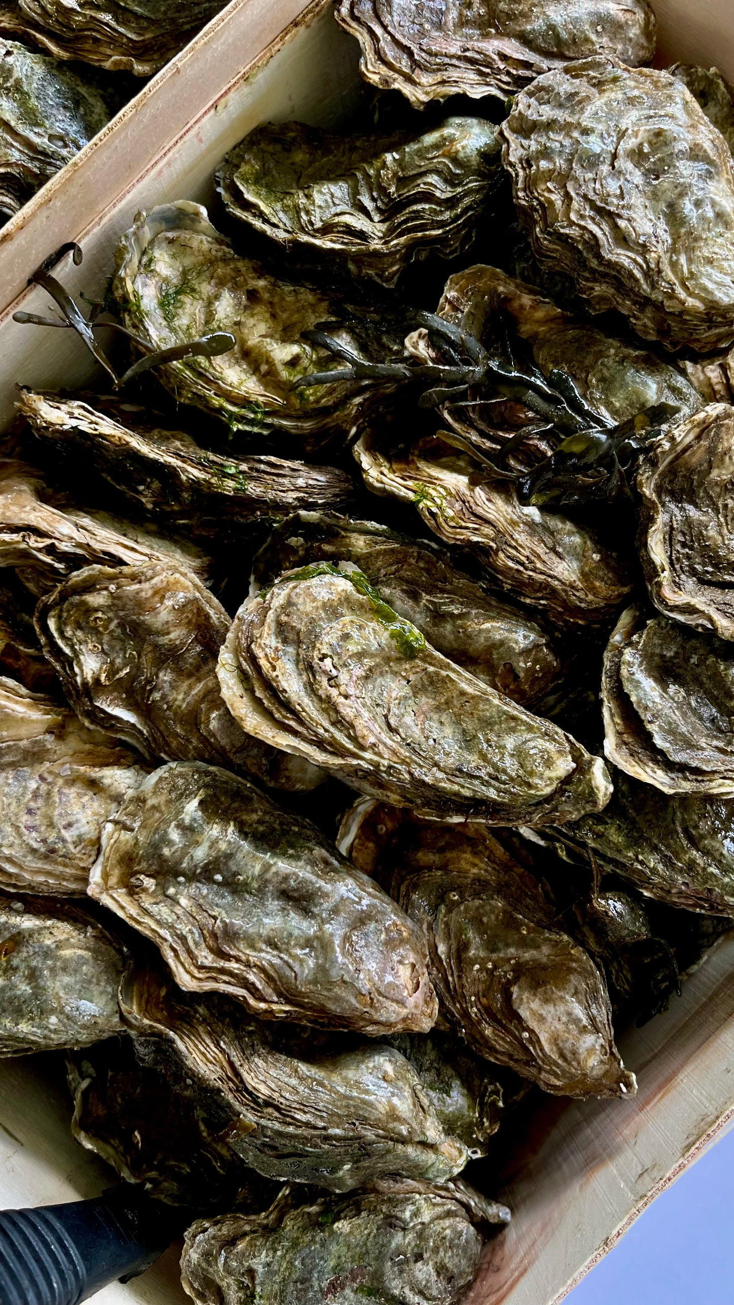 Plateaux de Fruits de Mer